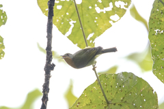 Chalcoparia singalensis