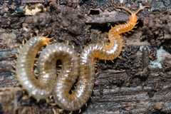 Henia vesuviana