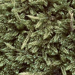 Hypnum cupressiforme