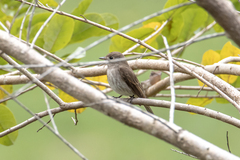 Muscicapa williamsoni