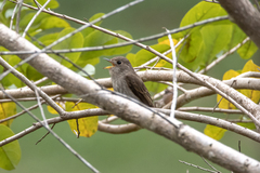 Muscicapa williamsoni