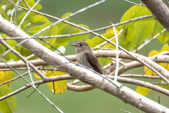 Muscicapa williamsoni