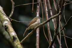 Rubigula erythropthalmos