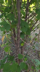 Broussonetia papyrifera