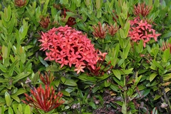 Ixora coccinea