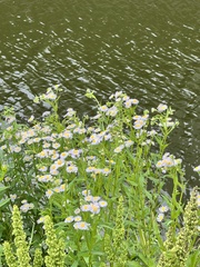 Erigeron philadelphicus