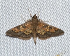 Diacme elealis