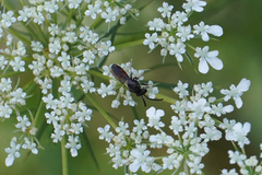 Sphecodes