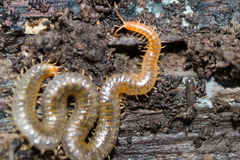 Henia vesuviana