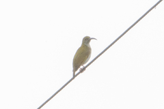 Arachnothera modesta