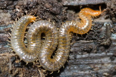 Henia vesuviana