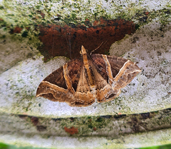 Ecliptopera triangulifera