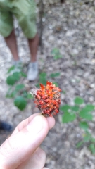 Broussonetia papyrifera