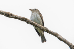 Muscicapa williamsoni