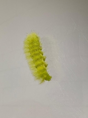 Lophocampa annulosa