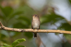 Muscicapa williamsoni