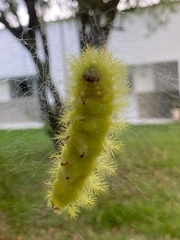 Lophocampa annulosa