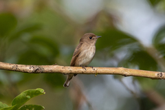 Muscicapa williamsoni
