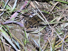 Leptodactylus luctator