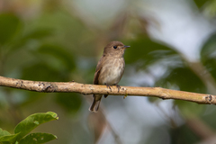 Muscicapa williamsoni