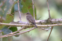 Muscicapa williamsoni
