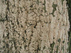 Corticium roseum