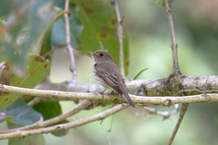 Muscicapa williamsoni