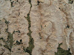 Corticium roseum