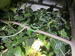 Trimeresurus macrops