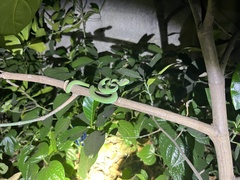 Trimeresurus macrops