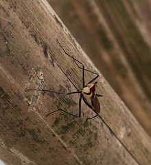 Neriidae