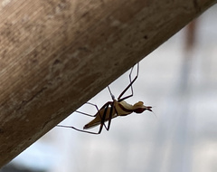 Neriidae