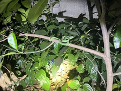 Trimeresurus macrops