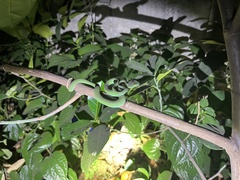 Trimeresurus macrops