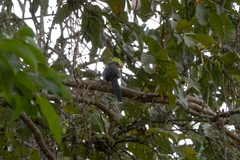 Zanclostomus javanicus
