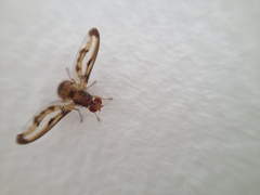 Toxonevra muliebris