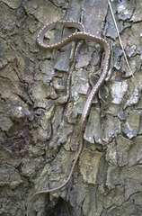 Leptodeira ashmeadii