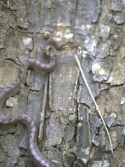Leptodeira ashmeadii