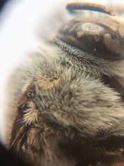 Zonamegilla