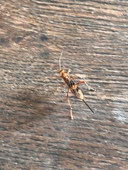 Compsocryptus texensis