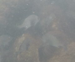 Anisotremus surinamensis
