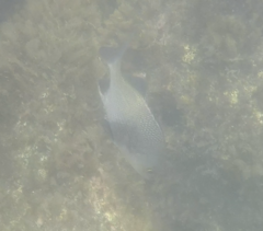 Anisotremus surinamensis