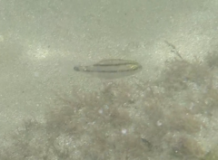 Anisotremus surinamensis