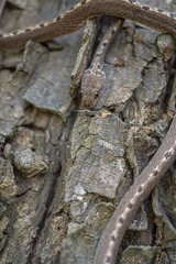 Leptodeira ashmeadii