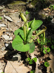 Aristolochia lutea