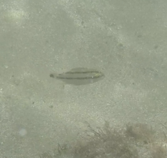 Anisotremus surinamensis