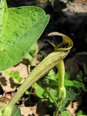 Aristolochia lutea