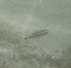 Anisotremus surinamensis