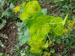Smyrnium perfoliatum