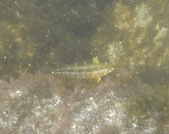 Blenniiformes